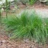 Appalachian Sedge -High Country Gardens Store carex appalachica hoffman cropped 2 2