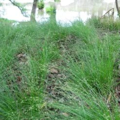 Appalachian Sedge 5 Appalachian Sedge -High Country Gardens Store carex appalachica hoffman cropped 3 1