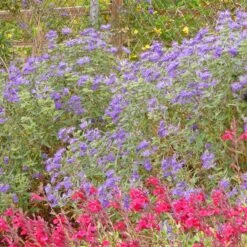 Dark Knight Caryopteris -High Country Gardens Store caryopteris dark knight bush