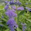 Dark Knight Caryopteris -High Country Gardens Store caryopteris dark knight 2