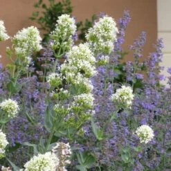 Summer Showstopper Pre-Planned Garden -High Country Gardens Store centranthus ruber albus and nepeta 2