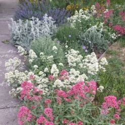 White Valerian (Centranthus) -High Country Gardens Store centranthus albus sq1