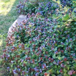 Quick Cover Collection -High Country Gardens Store ceratostigma plumbaginoides sq 1