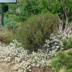 Pawnee Buttes® Sand Cherry (Prunus) 8 Pawnee Buttes® Sand Cherry (Prunus) -High Country Gardens Store cercocarpus intricatus 1