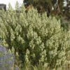 Fernbush (Chamaebatiaria) -High Country Gardens Store chamaebatiaria millifolium fernbush 2