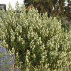 Fernbush (Chamaebatiaria)