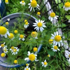 Alternative Lawn Wildflower Seed Mix -High Country Gardens Store chamomile potted