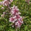 PINK ON REPEAT™ Littleleaf Lilac -High Country Gardens Store cheyenne littleleaf lilac 1