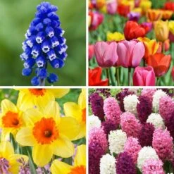 Classic Container Bulb Collection -High Country Gardens Store classic container bulb collection collage