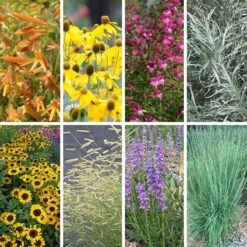 Colorado Perennial Collection -High Country Gardens Store colorado collection collage8 26 25