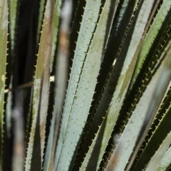 Common Sotol (Dasylirion) 9 Common Sotol (Dasylirion) -High Country Gardens Store common sotol 3