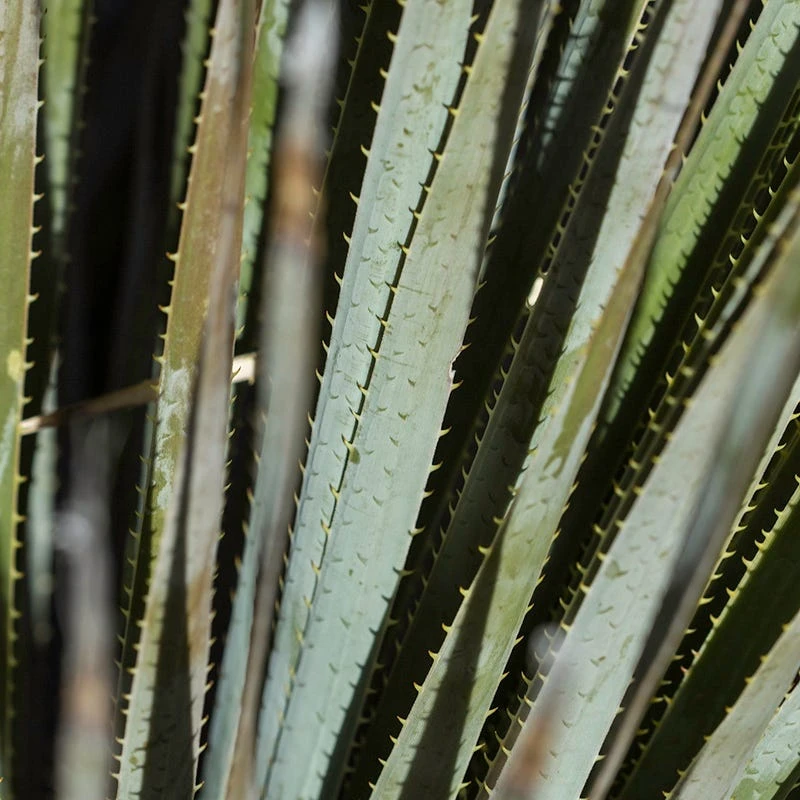 Common Sotol (Dasylirion) 5 Common Sotol (Dasylirion) - Image 5