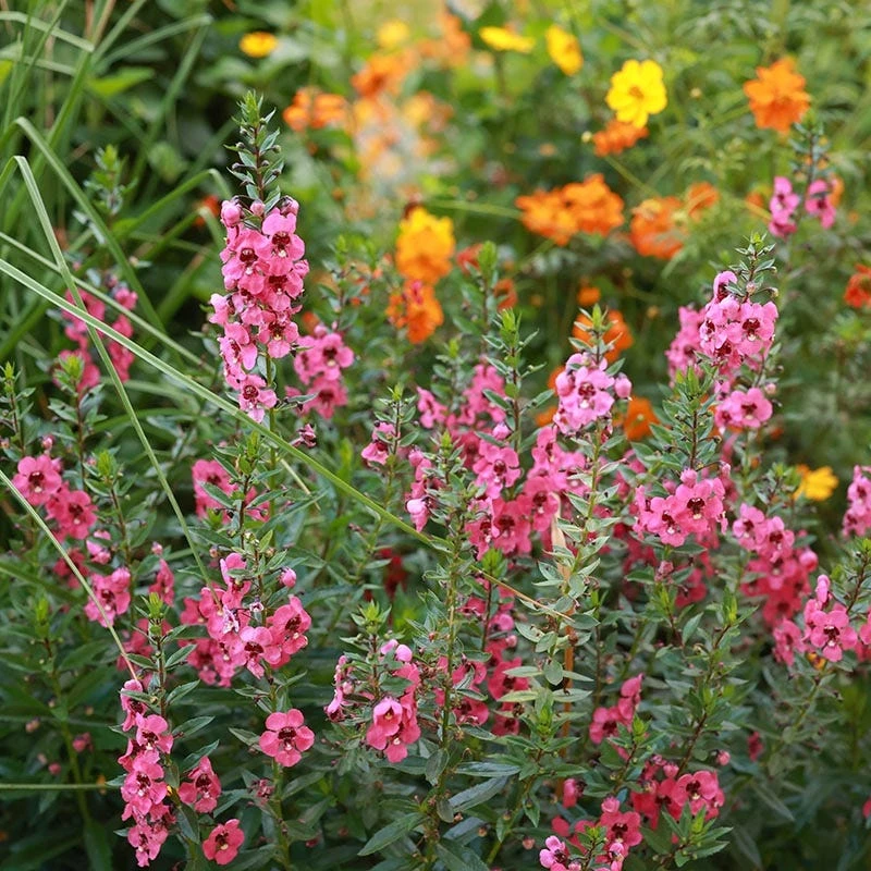 Coral Canyon® Twinspur (Diascia) 2 Coral Canyon® Twinspur (Diascia) - Image 2