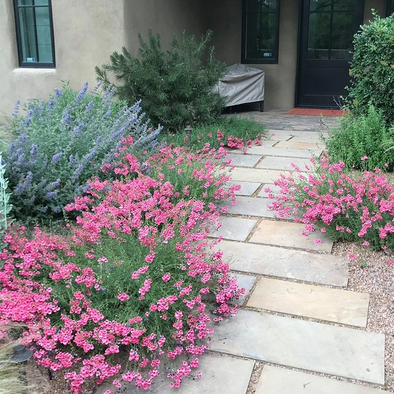 Coral Canyon® Twinspur (Diascia) 4 Coral Canyon® Twinspur (Diascia) - Image 4