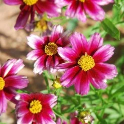 Butterfly Paradise Pre-Planned Cottage Garden -High Country Gardens Store coreopsis lil bang starstruck 1 1