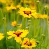 Sterntaler Coreopsis -High Country Gardens Store coreopsis sterntaler tickseed 37945