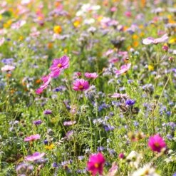 Dry Area Wildflower Seed Mix 7 Dry Area Wildflower Seed Mix -High Country Gardens Store cosmos bachelor buttons meadow