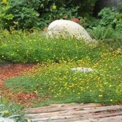 Creeping Gold Buttons (Cotula) 6 Creeping Gold Buttons (Cotula) -High Country Gardens Store cotula tiffindell gold 38910 1 web