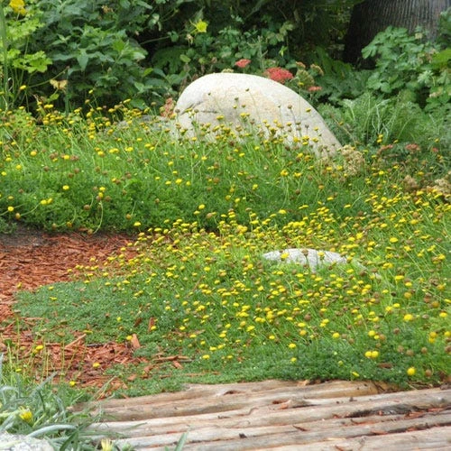 Creeping Gold Buttons (Cotula) 3 Creeping Gold Buttons (Cotula) - Image 3