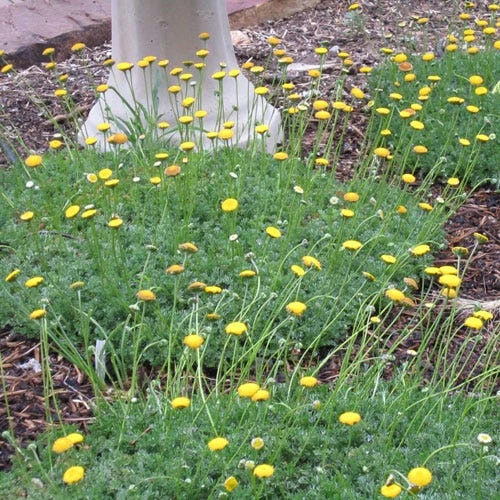 Creeping Gold Buttons (Cotula) 4 Creeping Gold Buttons (Cotula) - Image 4