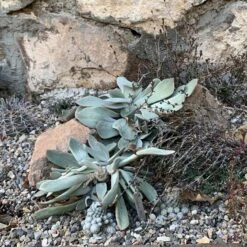 Red Edged Pig's Ear (Cotyledon) -High Country Gardens Store cotyledon orbiculatus 1