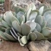 Red Edged Pig's Ear (Cotyledon) -High Country Gardens Store cotyledon orbiculatus 1