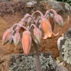 Red Edged Pig's Ear (Cotyledon) -High Country Gardens Store cotyledon orbiculatus close up of flower 1