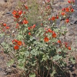 Some Like It Hot Collection -High Country Gardens Store credit andrey zharkikh monroe globe mallow