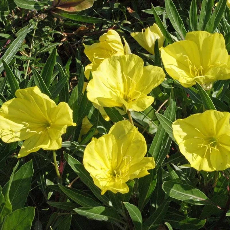 Missouri Evening Primrose 3 Missouri Evening Primrose - Image 3
