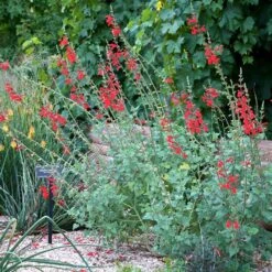 Vermilion Bluffs® Mexican Salvia -High Country Gardens Store credit david winger plant select vermilion bluffs mexican sage 3