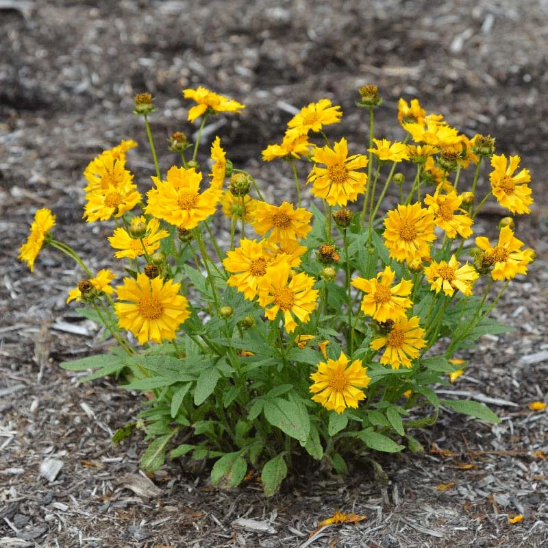 Jethro Tull Coreopsis 4 Jethro Tull Coreopsis - Image 4