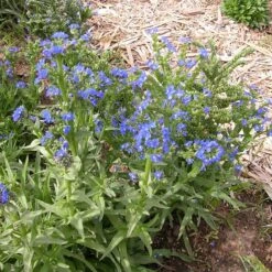 Cape Forget-Me-Not (Anchusa) 6 Cape Forget-Me-Not (Anchusa) -High Country Gardens Store credit plant select cape forget me not 3