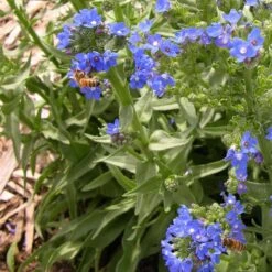 Cape Forget-Me-Not (Anchusa) 7 Cape Forget-Me-Not (Anchusa) -High Country Gardens Store credit plant select cape forget me not 4