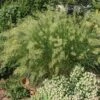 UNDAUNTED® Alpine Plume Grass -High Country Gardens Store credit plant select undaunted alpine plume grass 1