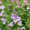 Shadow Mountain® Penstemon -High Country Gardens Store credit ray daugherty plant select shadow mountain beardtongue 1