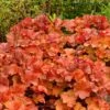 Northern Exposure™ Amber Coral Bells -High Country Gardens Store credit terra nova nurseries heuchera northern exposure amber 1