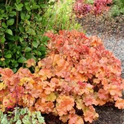 Northern Exposure™ Amber Coral Bells -High Country Gardens Store credit terra nova nurseries heuchera northern exposure amber 3