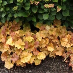 Northern Exposure™ Amber Coral Bells -High Country Gardens Store credit terra nova nurseries heuchera northern exposure amber 4