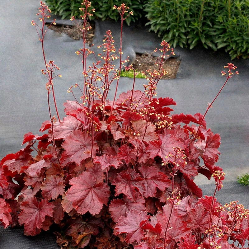 Northern Exposure™ Red Coral Bells 1 Northern Exposure™ Red Coral Bells