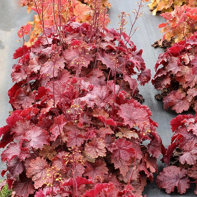 Northern Exposure™ Red Coral Bells 2 Northern Exposure™ Red Coral Bells - Image 2