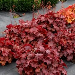 Northern Exposure™ Red Coral Bells 5 Northern Exposure™ Red Coral Bells -High Country Gardens Store credit terra nova nurseries heuchera northern exposure red 3