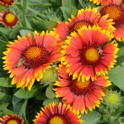 Arizona Sun Gaillardia -High Country Gardens Store credit walters gardens arizona sun gaillardia