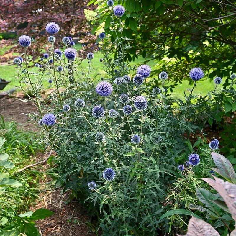 Blue Glow Echinops 3 Blue Glow Echinops - Image 3