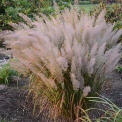 Caspian Feather Reed Grass -High Country Gardens Store credit walters gardens calamagrostis brachytricha hero