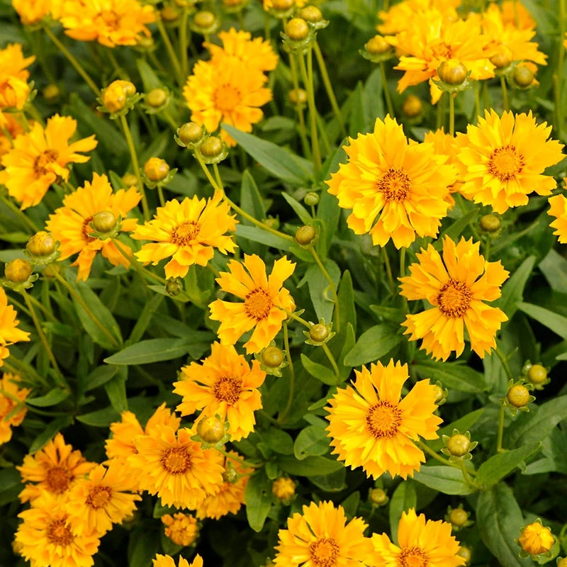 Jethro Tull Coreopsis 2 Jethro Tull Coreopsis - Image 2