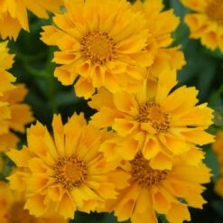Jethro Tull Coreopsis 6 Jethro Tull Coreopsis -High Country Gardens Store credit walters gardens jethro tull coreopsis cropped2