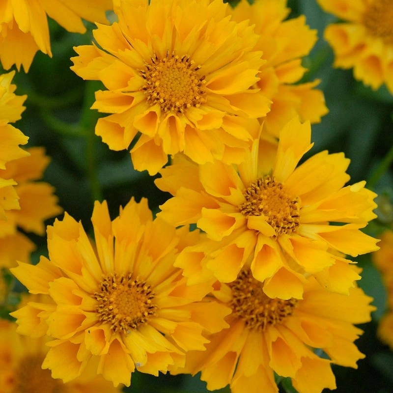 Jethro Tull Coreopsis 3 Jethro Tull Coreopsis - Image 3