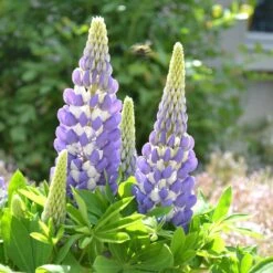 Mini Gallery™ Blue Bicolor Lupine -High Country Gardens Store credit walters gardens mini gallery blue lupine 3