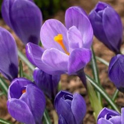 Remembrance Dutch Crocus 15 Remembrance Dutch Crocus -High Country Gardens Store crocus remembrance visi86705
