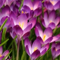 Tommasini's Ruby Giant Crocus -High Country Gardens Store crocus tommasinianus bulbs ruby giant 39150 1 web